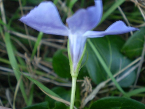 Pervinca? si, Vinca major
