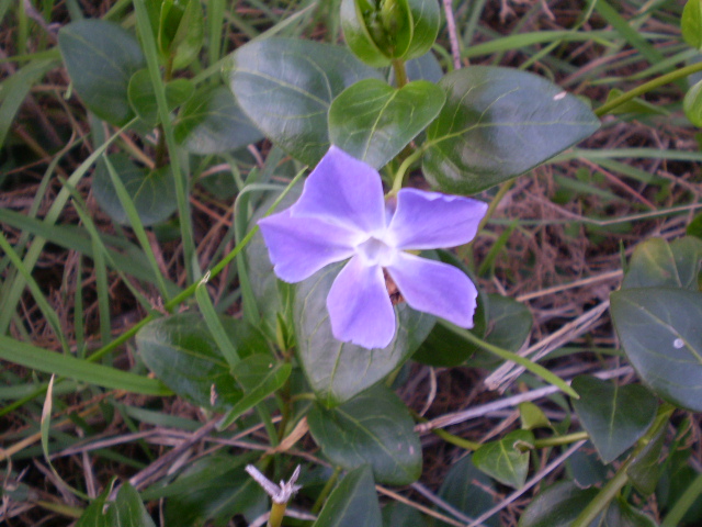 Pervinca? si, Vinca major