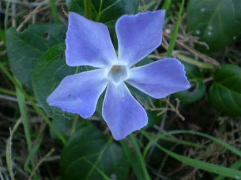 Pervinca? si, Vinca major
