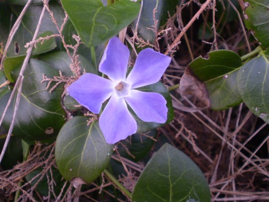Pervinca? si, Vinca major