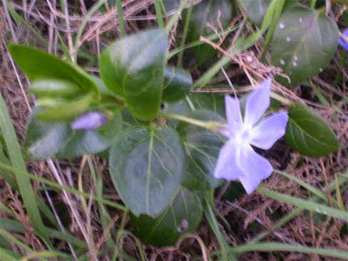 Pervinca? si, Vinca major