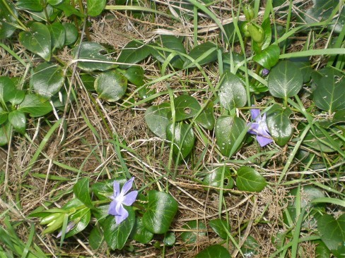 Pervinca? si, Vinca major