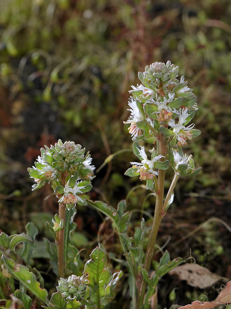 Reseda phyteuma / Reseda selvatica