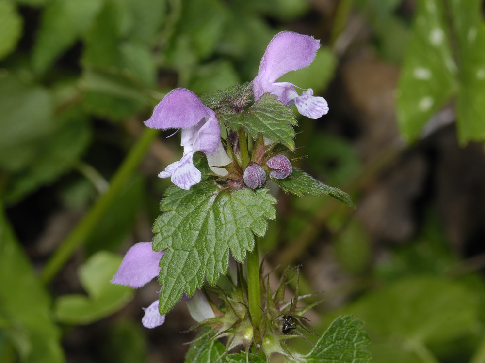 Lamium maculatum / Falsa-Ortica macchiata
