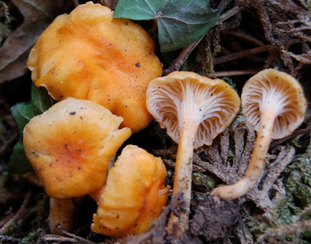 Due funghi da verificare (C. friesii + Ramaria sp.)