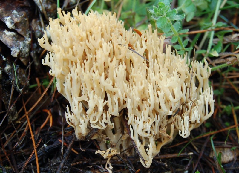 Due funghi da verificare (C. friesii + Ramaria sp.)