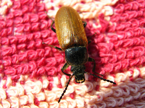 Omophlus lepturoides