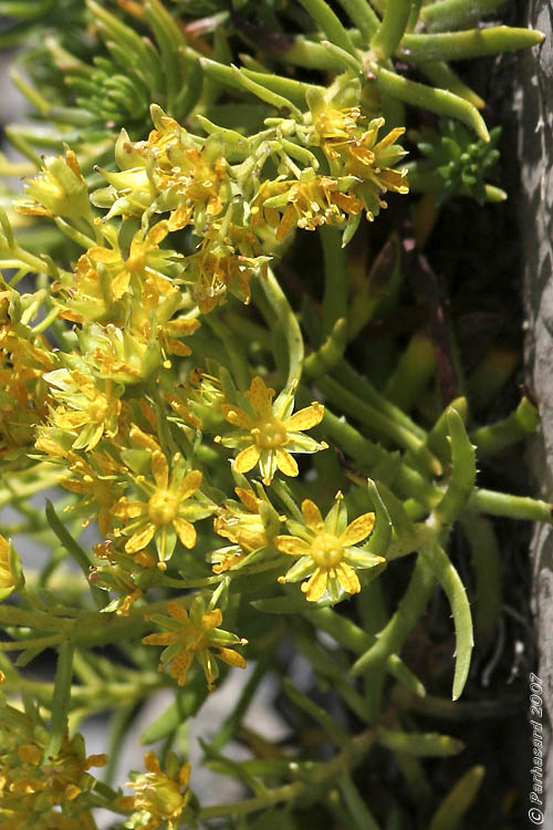 Saxifraga aizoides / Sassifraga autunnale, s. gialla