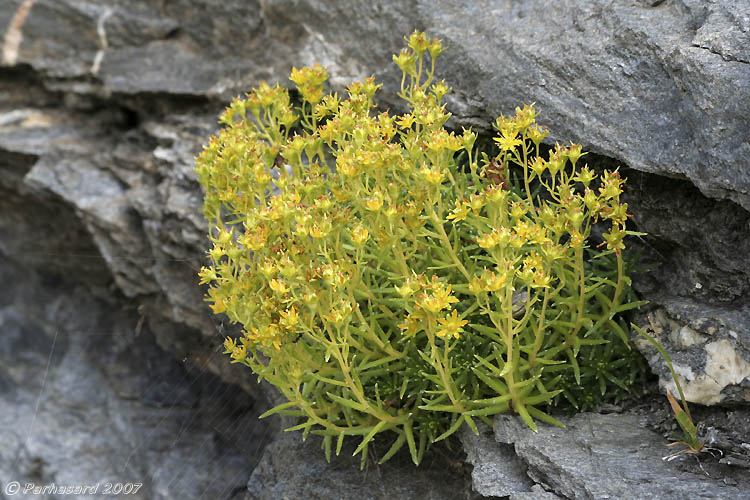 Saxifraga aizoides / Sassifraga autunnale, s. gialla