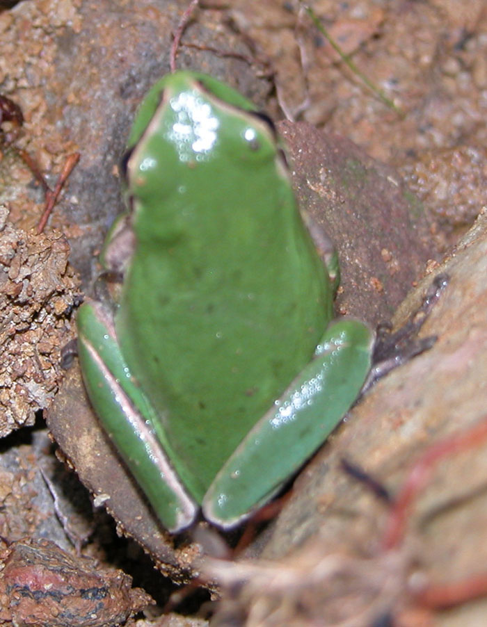 Hyla del Rif - Marocco - Hyla meridionalis