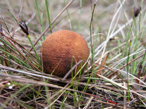 funghi della Maremma