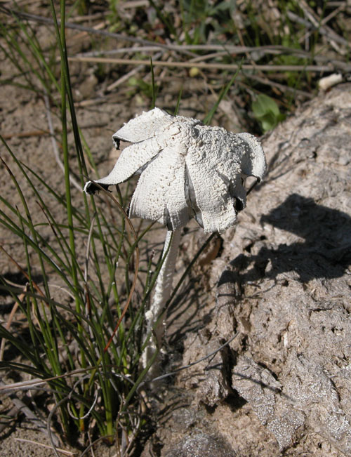 funghi della Maremma