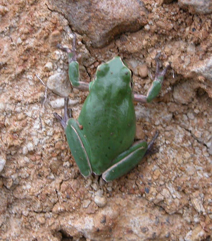 Hyla del Rif - Marocco - Hyla meridionalis