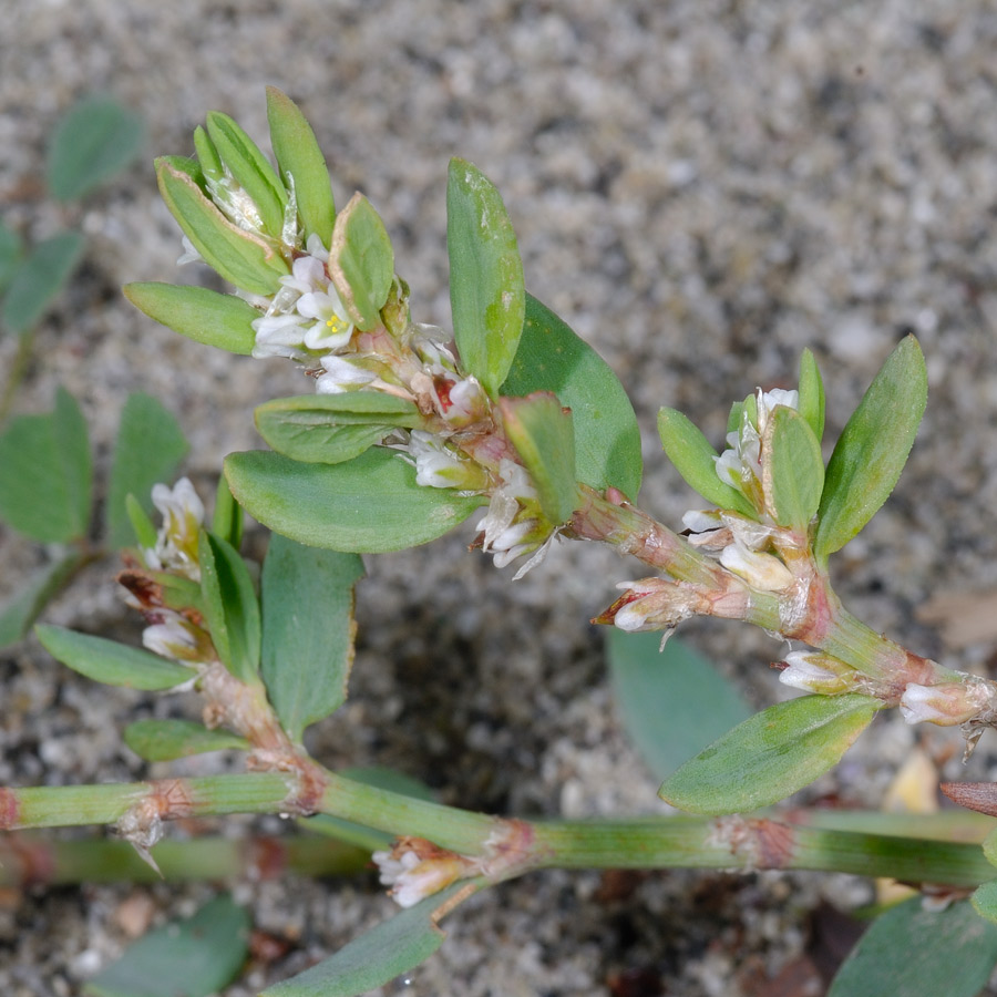 Polygonum maritimum vs. Polygonum robertii