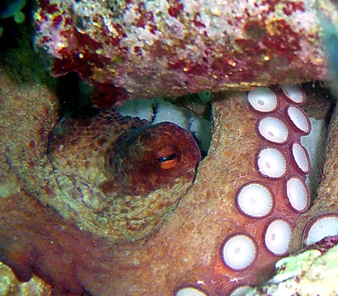 Octopus vulgaris femmina con uova