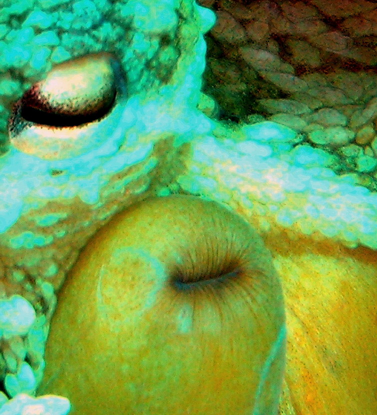 Octopus vulgaris femmina con uova