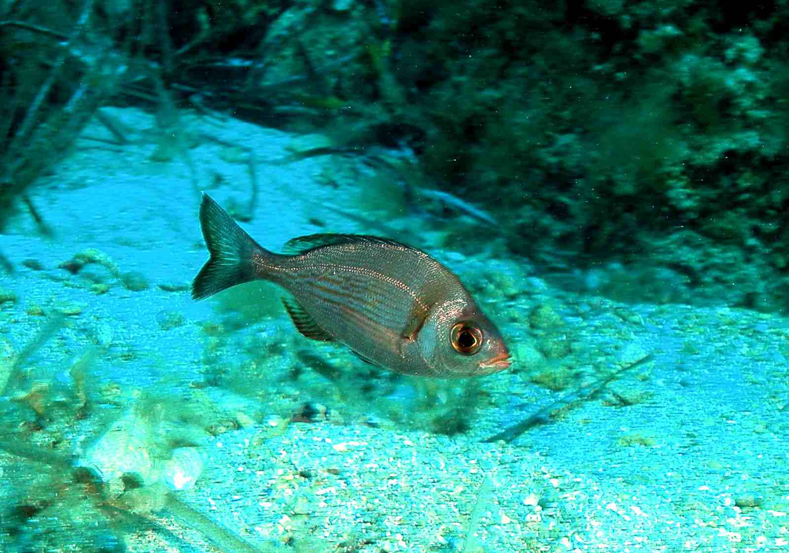 Spondyliosoma cantharus (Tanute)