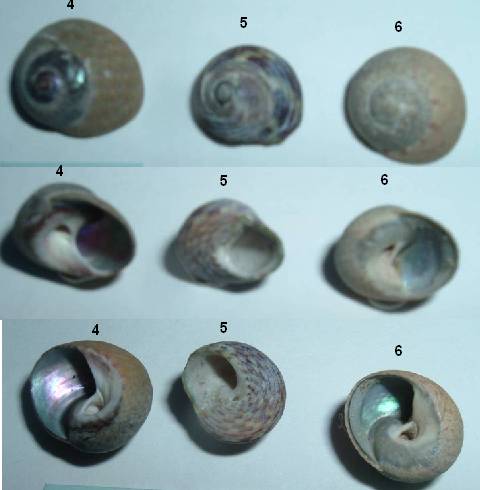 Trochidae2