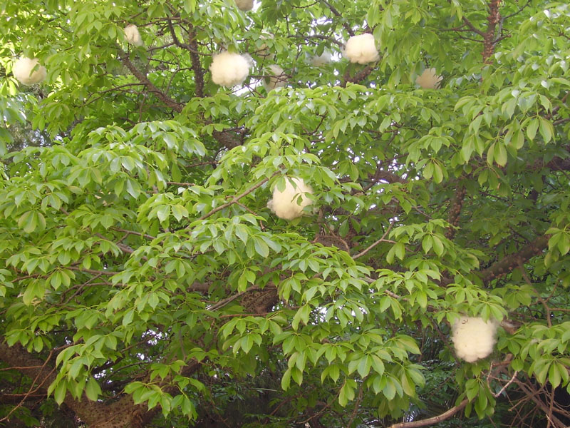 Chorisia speciosa (pianta coltivata)