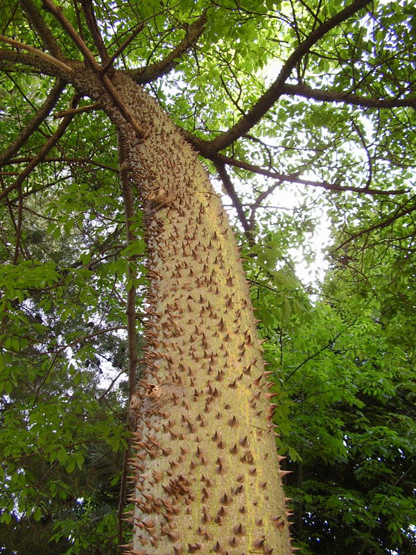 Chorisia speciosa (pianta coltivata)