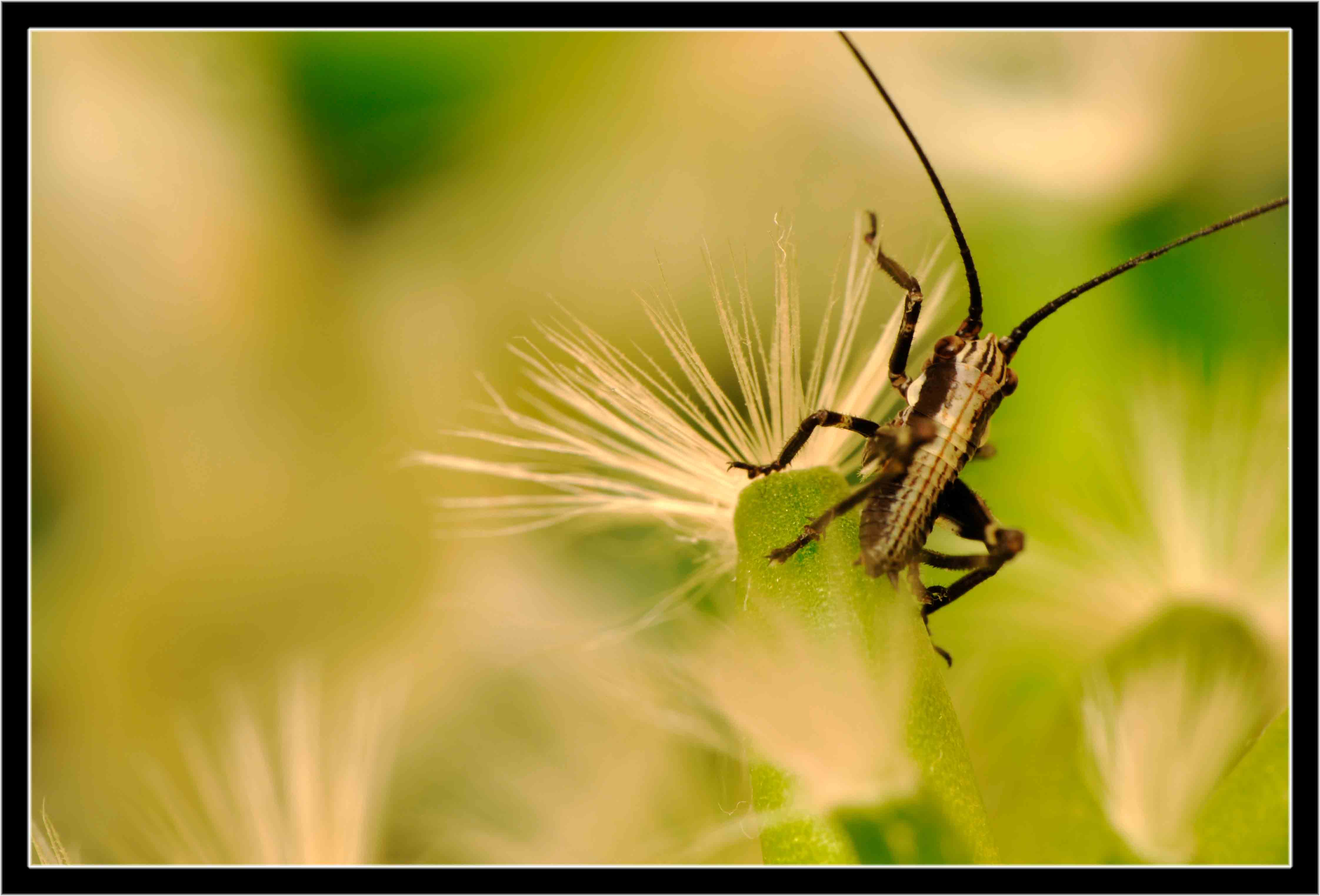 Help... aiuto per identificazione: Neanide di Tettigoniidae