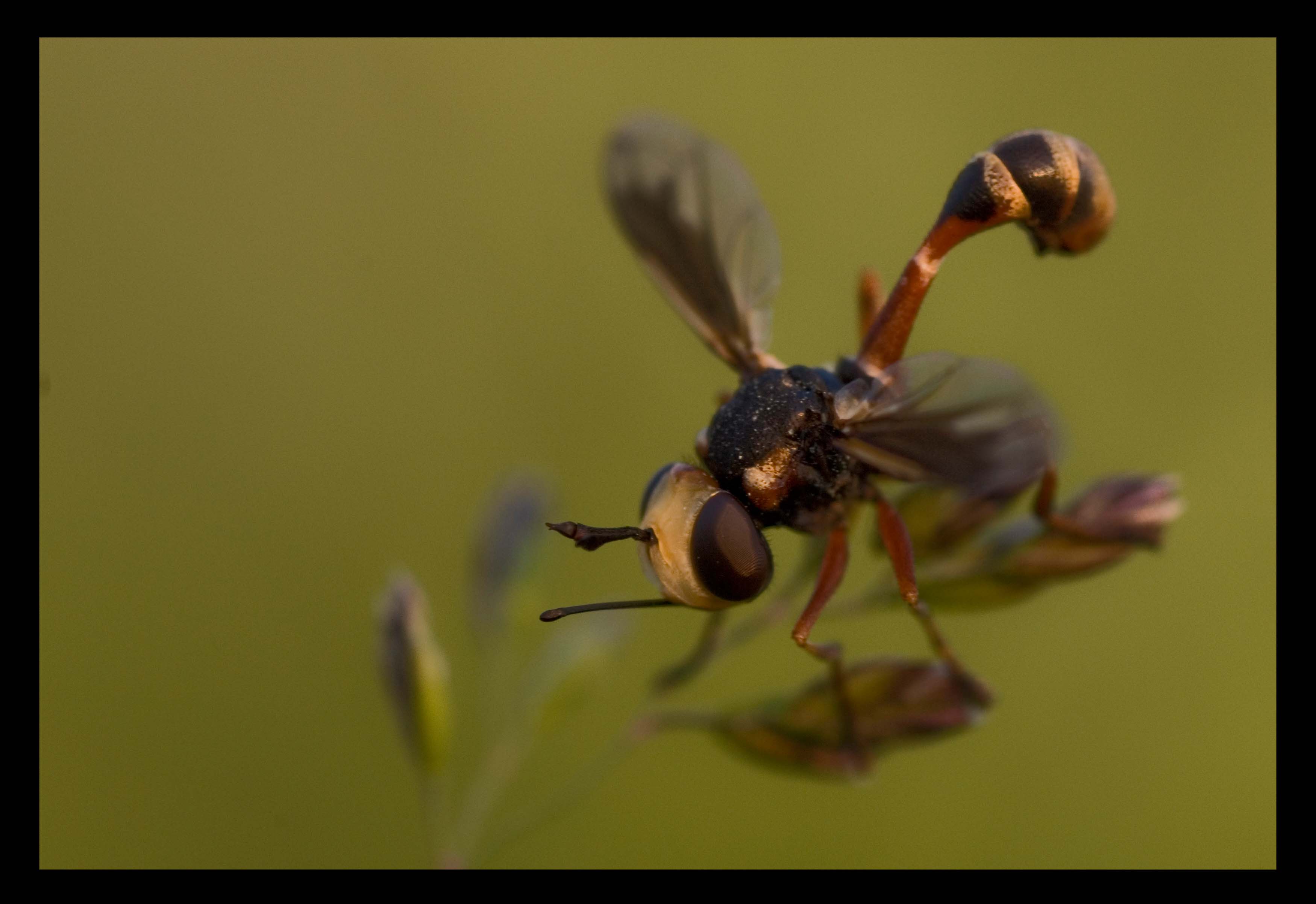 Physocephala cfr. vittata