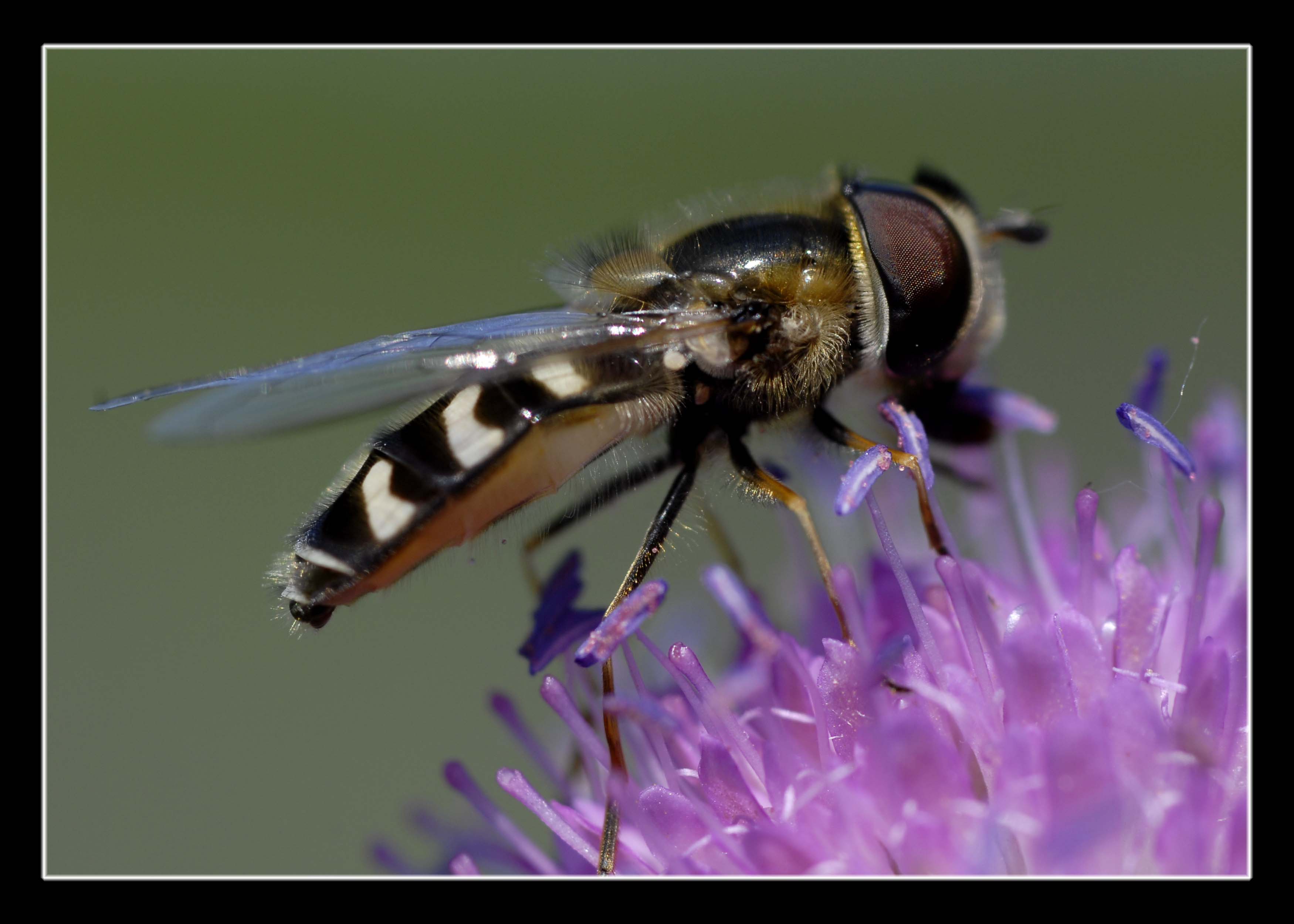 Physocephala cfr. vittata