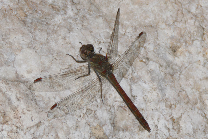 Anisoptera rossa - Sympetrum striolatum