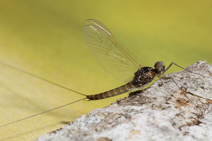 Baetis rhodani
