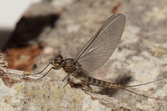 Baetis rhodani
