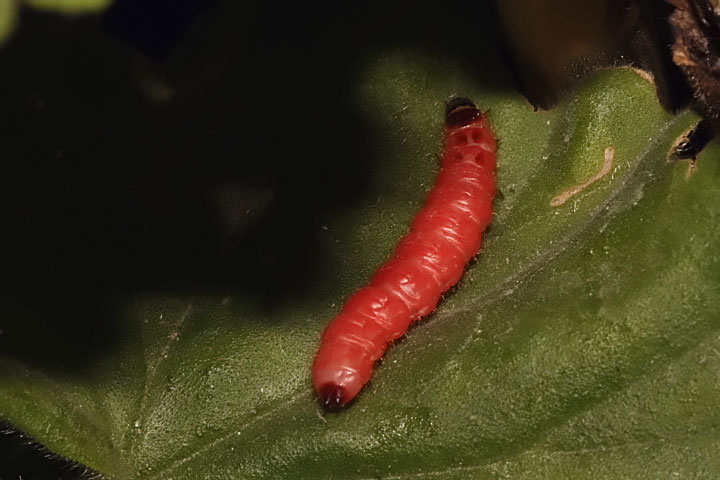 Larva