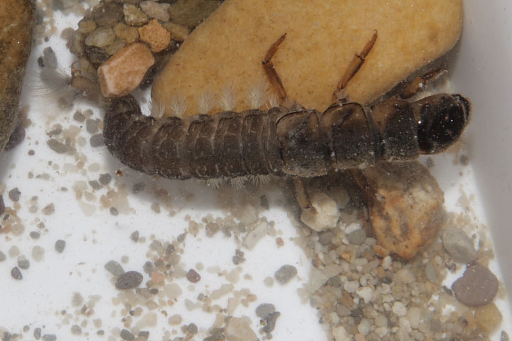 Larve di Hydropsychidae