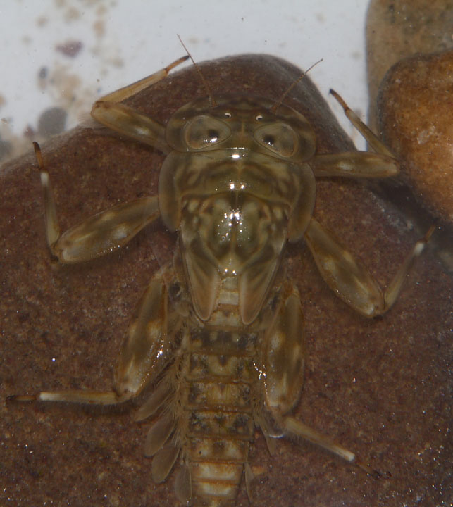 Ninfa di Ecdyonurus sp.