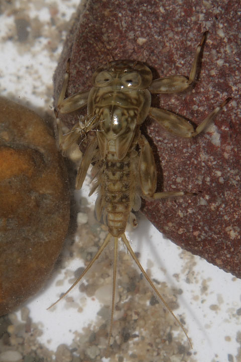 Ninfa di Ecdyonurus sp.