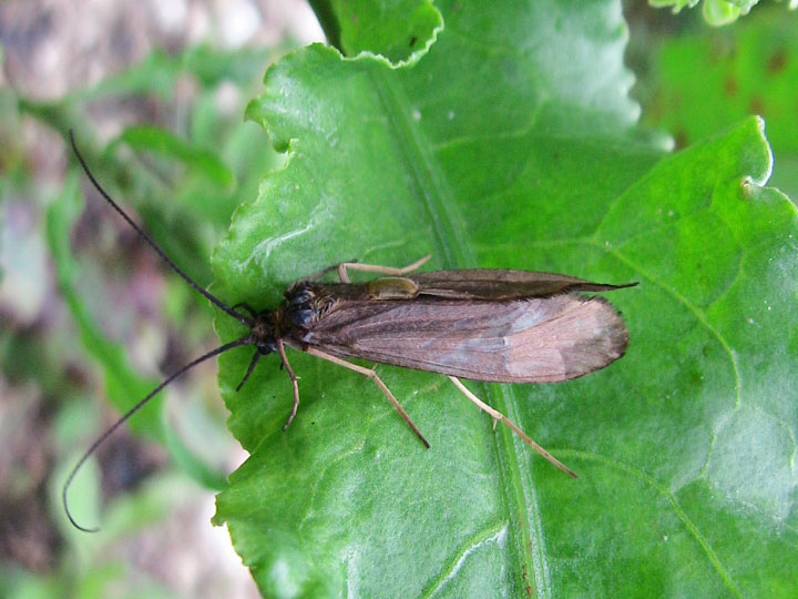 Rhyacophila dorsalis