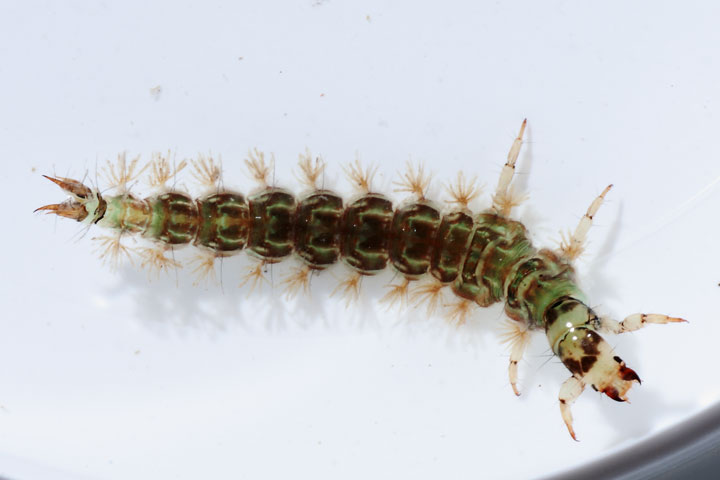 Larva di Rhyacophilidae