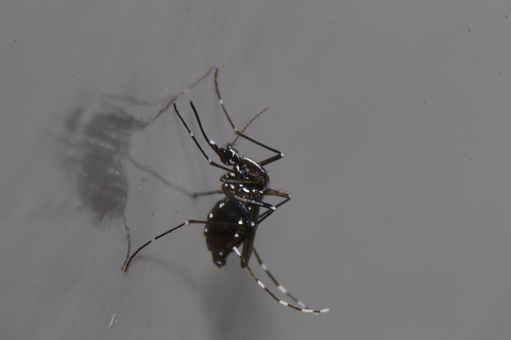 Aedes albopictus vanitosa!