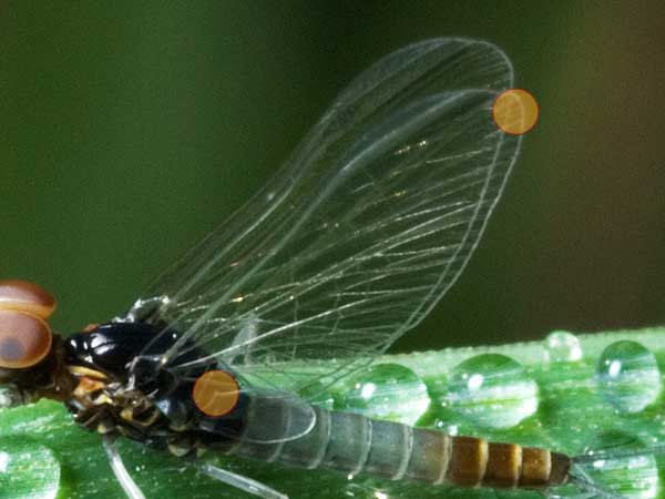 Baetis buceratus