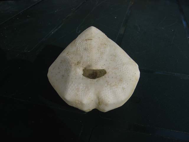 Echinocardium fenauxi (Pquignat, 1963)