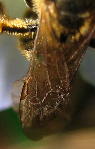 Macropis? No, Lasioglossum sp. (Apidae Halictinae)