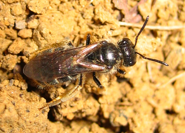 Andrena flavipes.