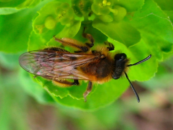 Andrena flavipes.