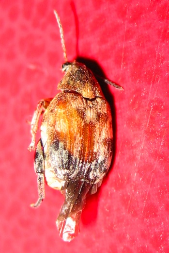 Chrysomelidae Bruchinae: Megabruchidius tonkineus