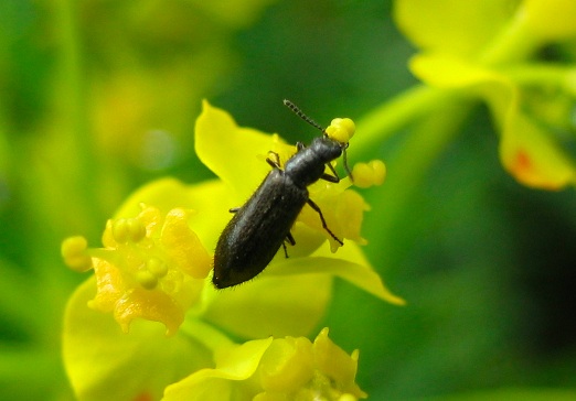 Anthaxia manca e Dasytes sp.