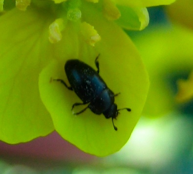 Identificazione coleotteri