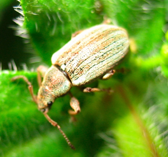 Curculionidae