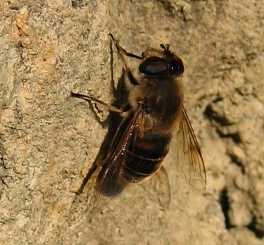 Eristalis sp.