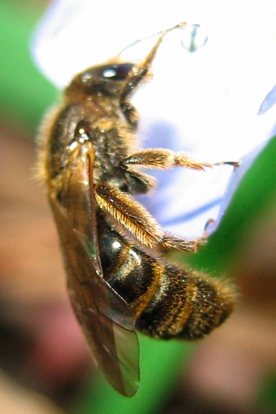 Macropis? No, Lasioglossum sp. (Apidae Halictinae)