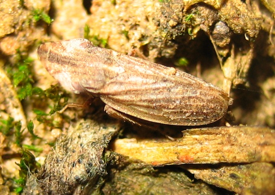 Eupelix cuspidata