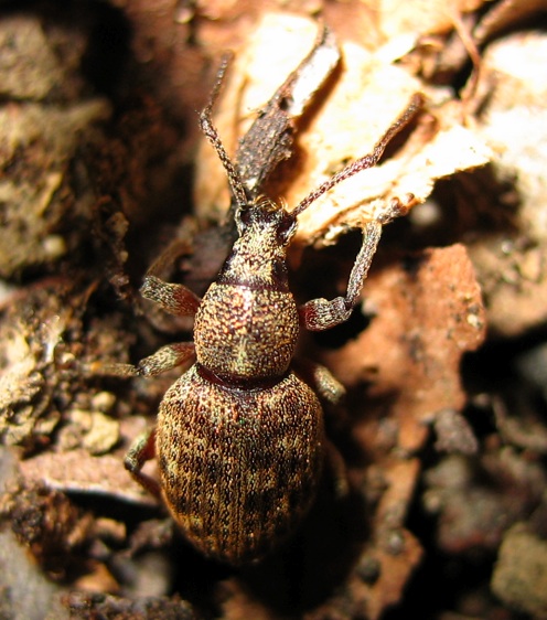 Curculionidae: Peritelus sphaeroides?  No, Otiorhynchus (Satnalistus) duinensis